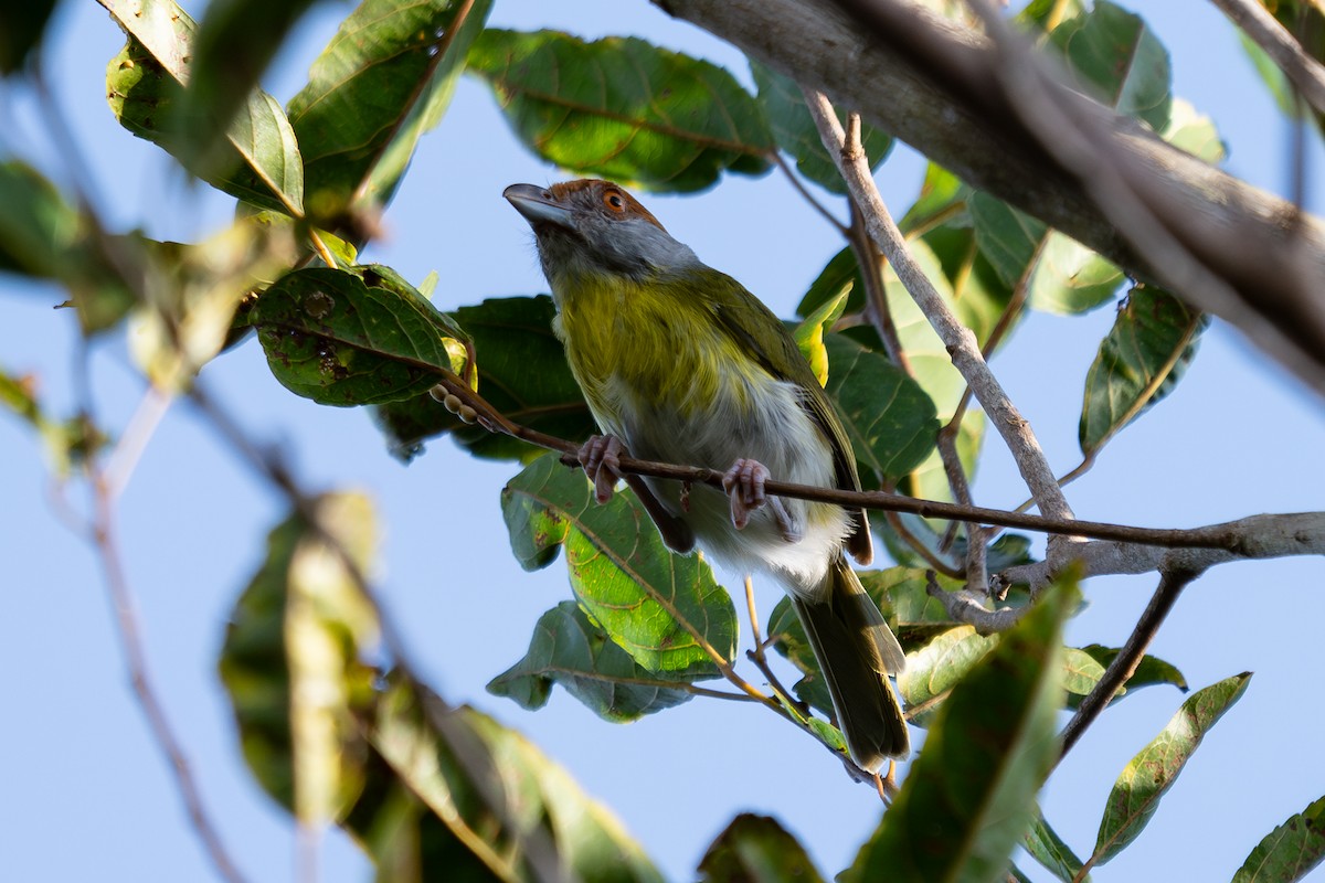 Rufous-browed Peppershrike - ML643767025
