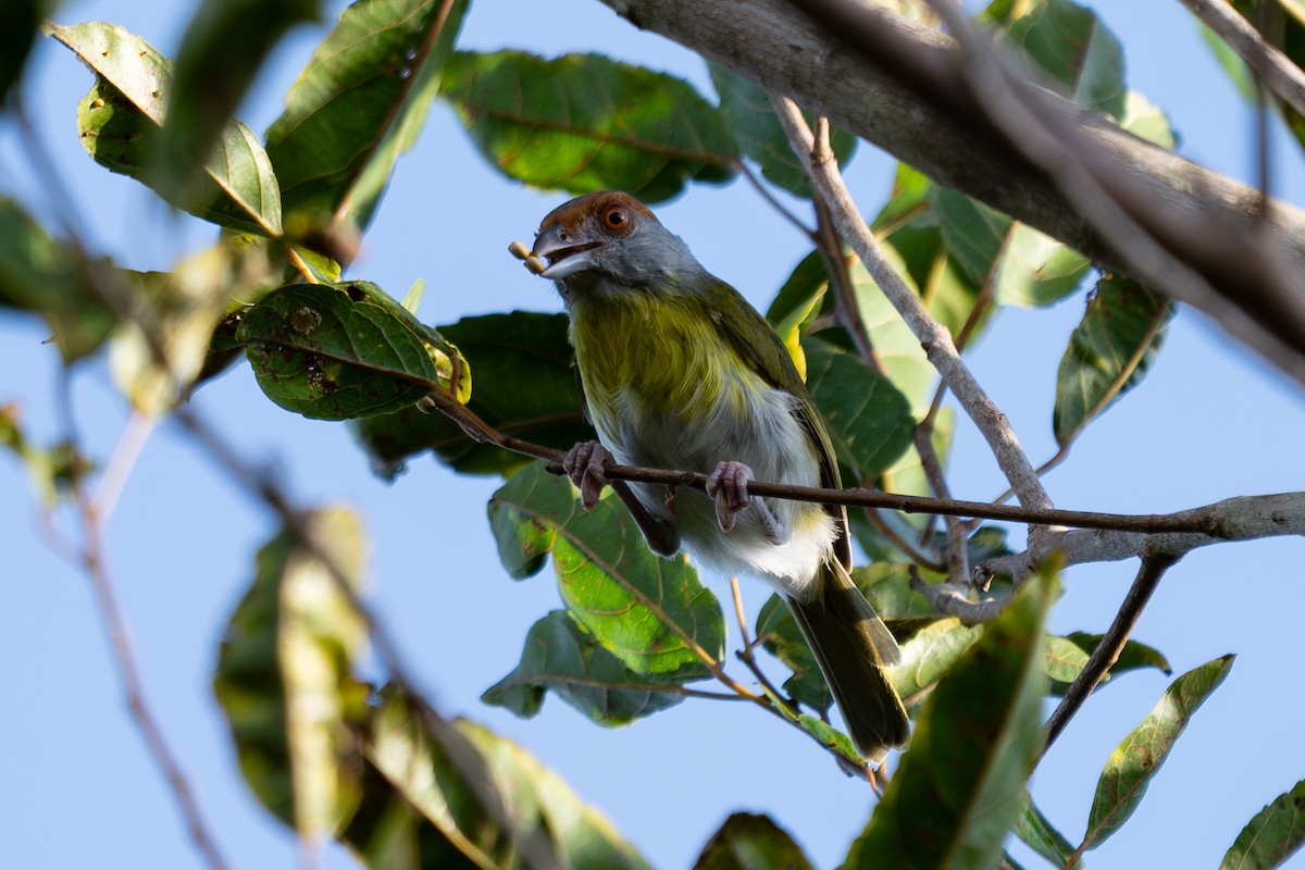 Rufous-browed Peppershrike - ML643767026