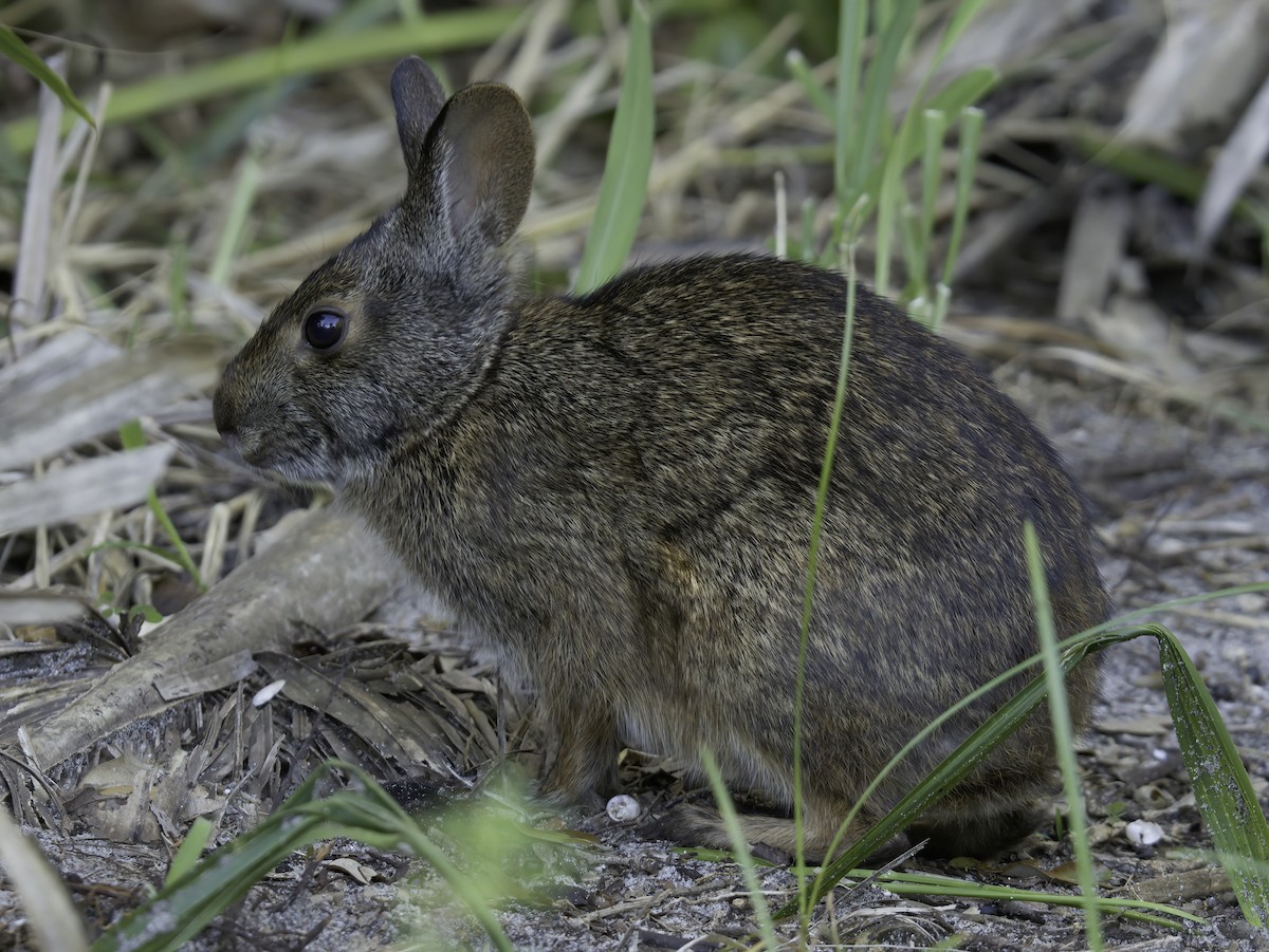 Florida Marsh Rabbit - ML643767028