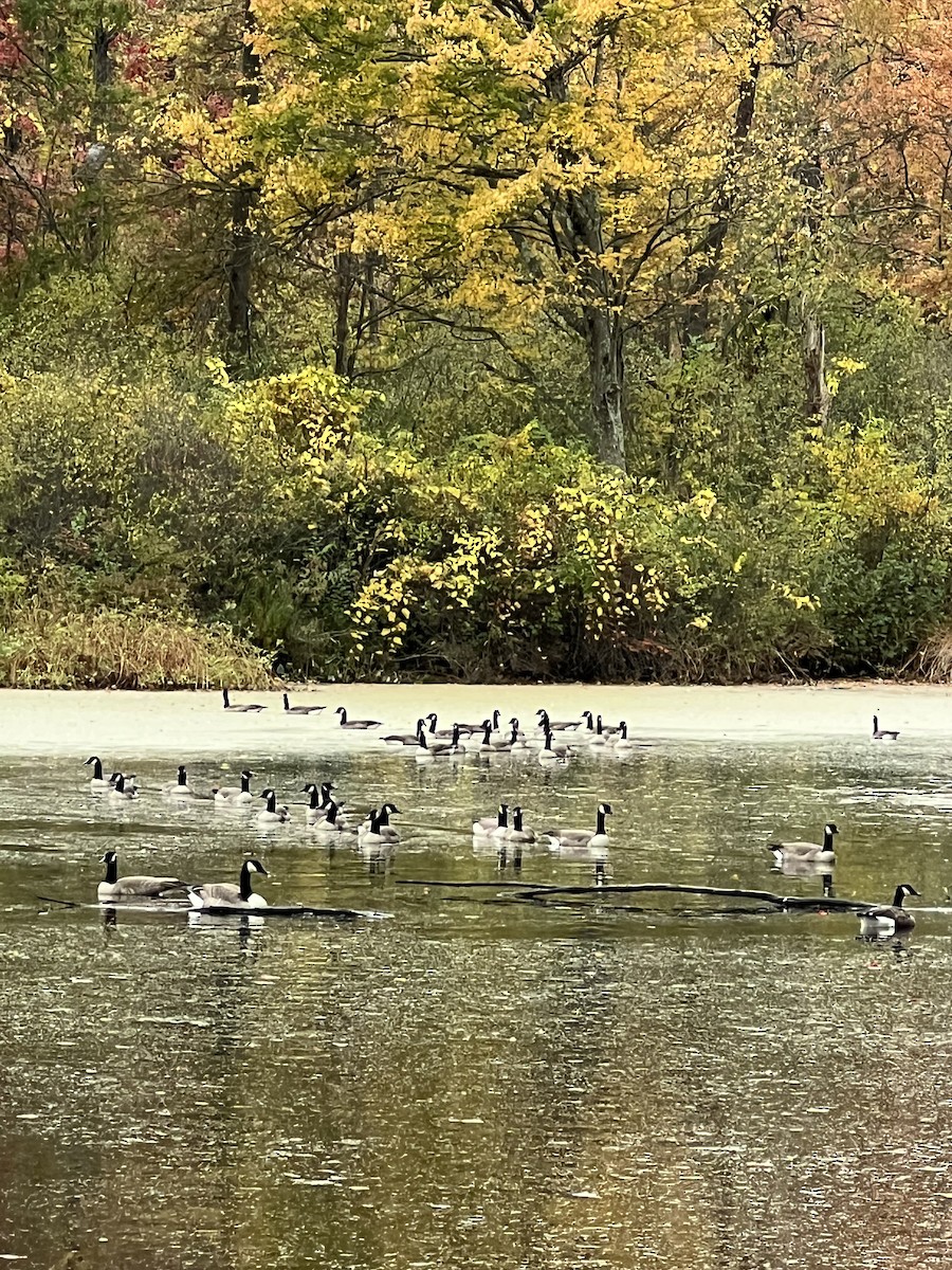 Canada Goose - ML643767033