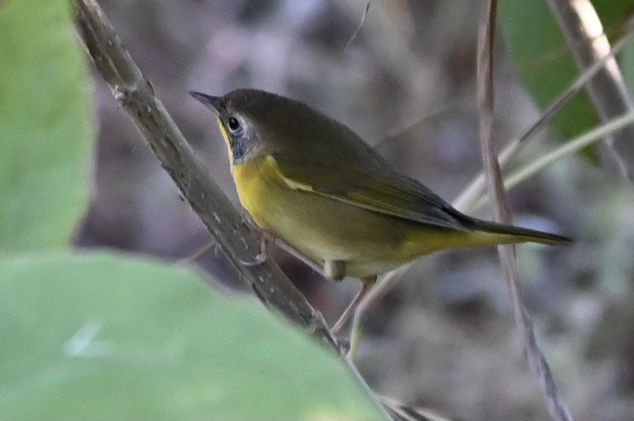 Common Yellowthroat - ML643767037