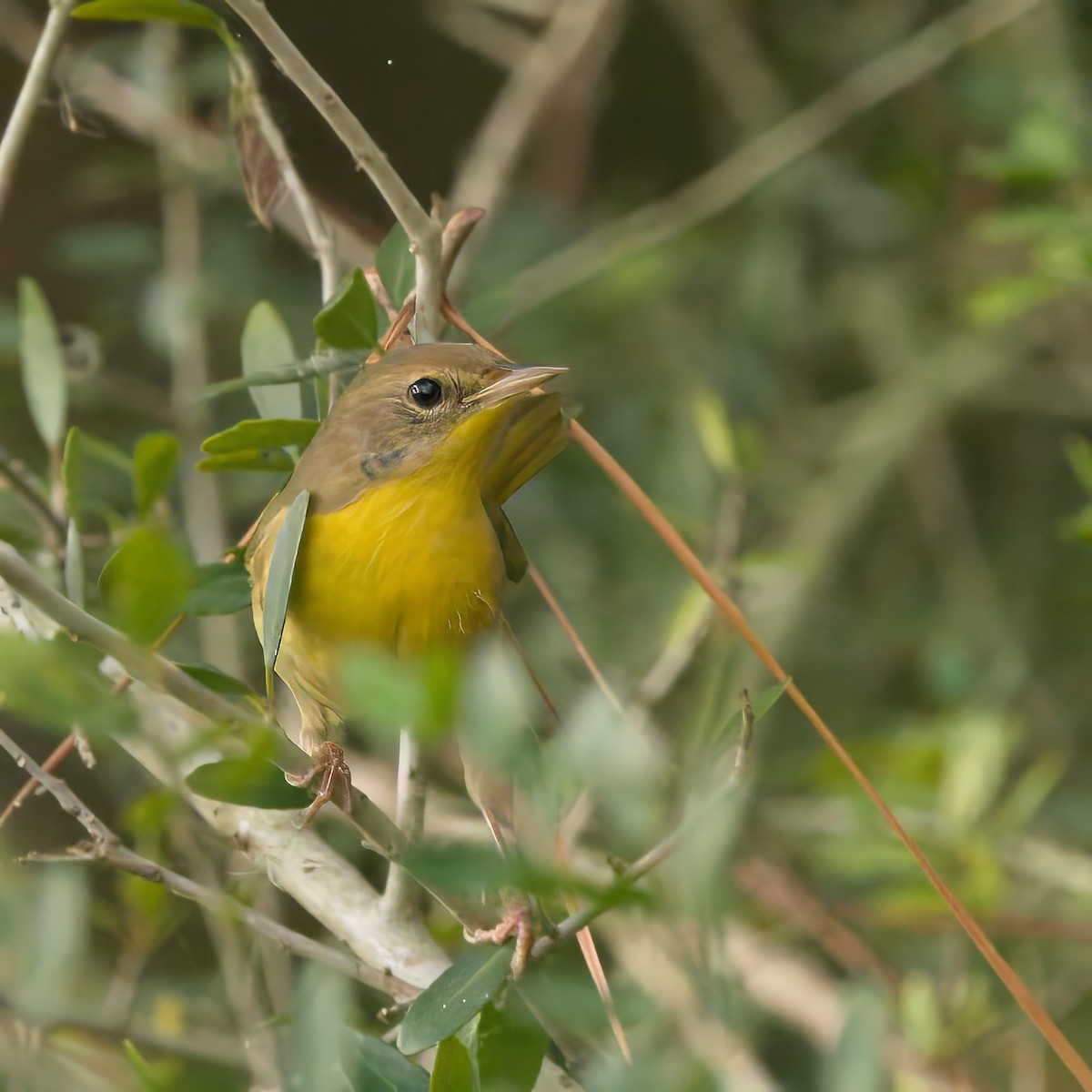Common Yellowthroat - ML643767038