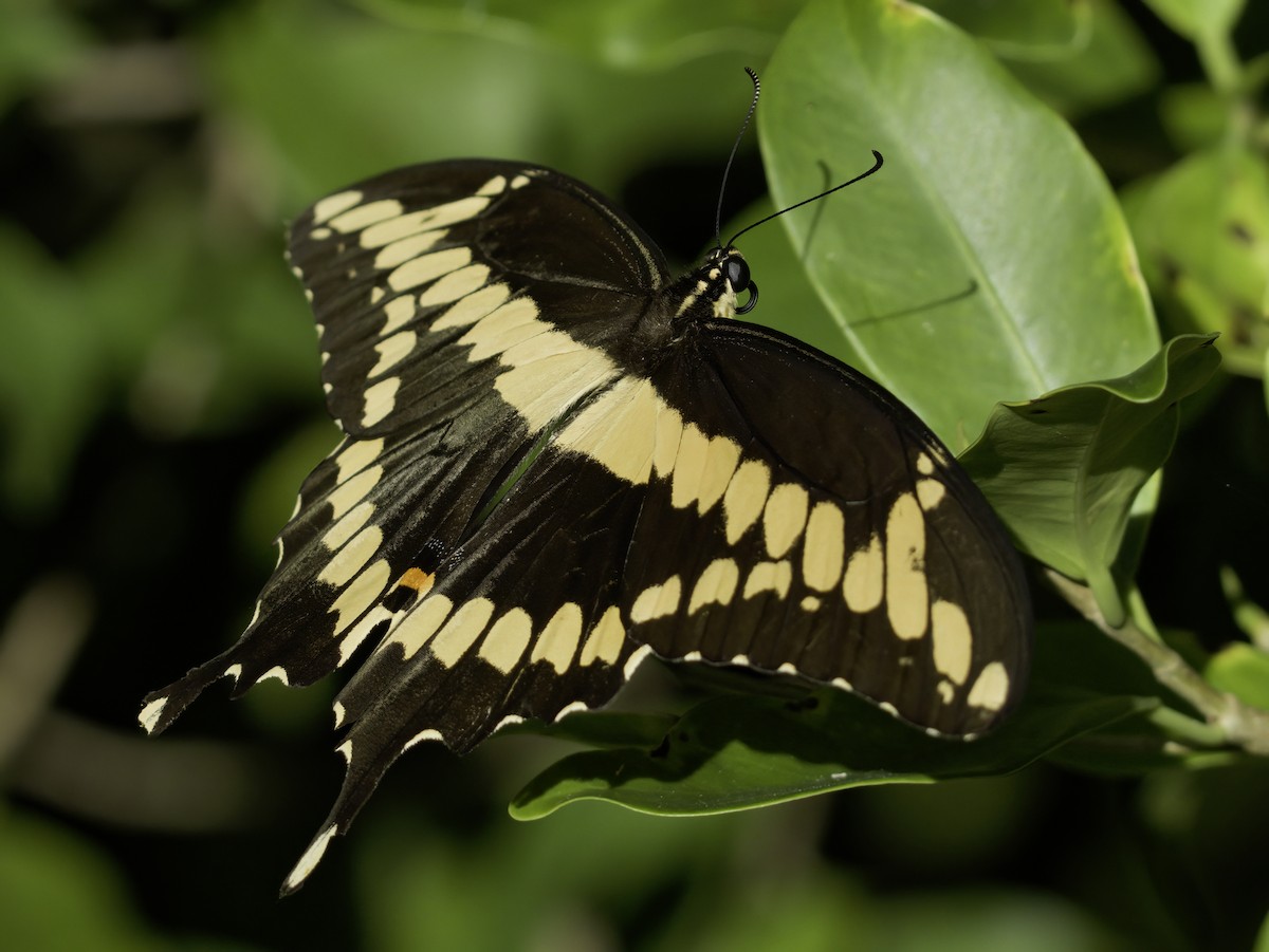 Eastern Giant Swallowtail - ML643767041