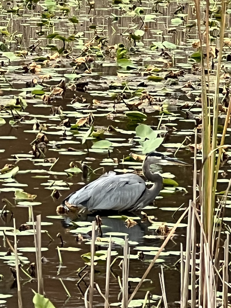 Great Blue Heron - ML643767050