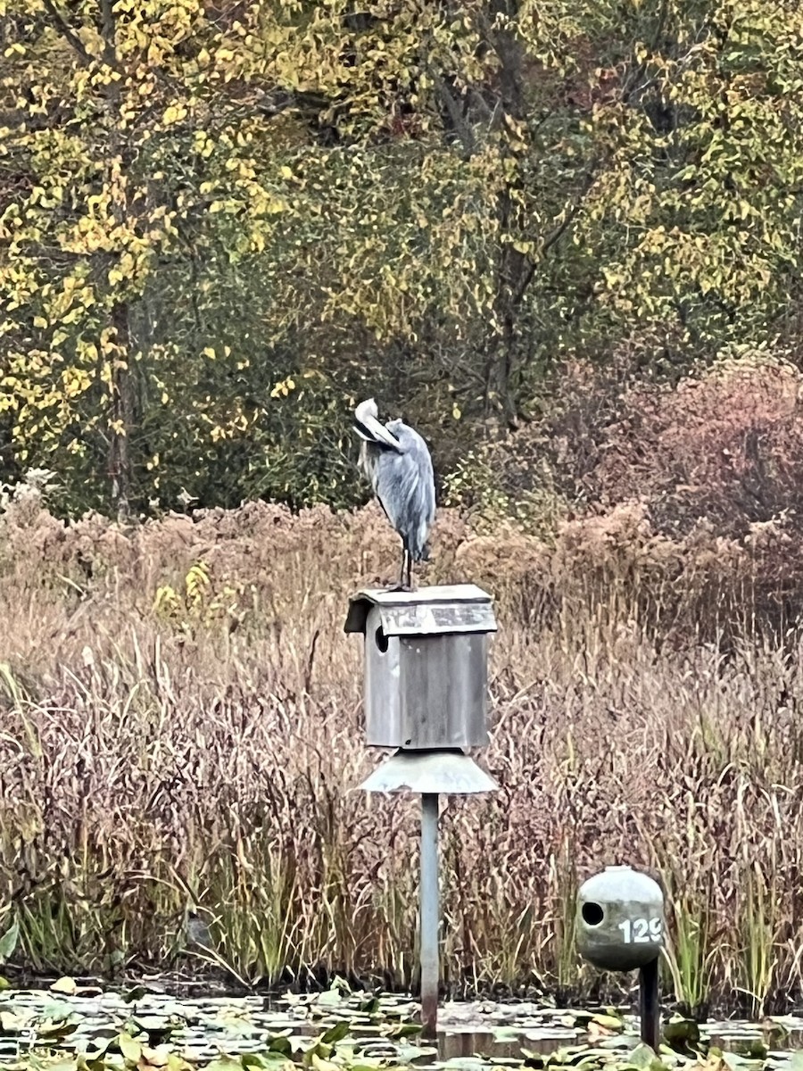 Great Blue Heron - ML643767051