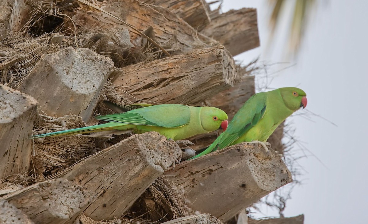Rose-ringed Parakeet - ML643767059
