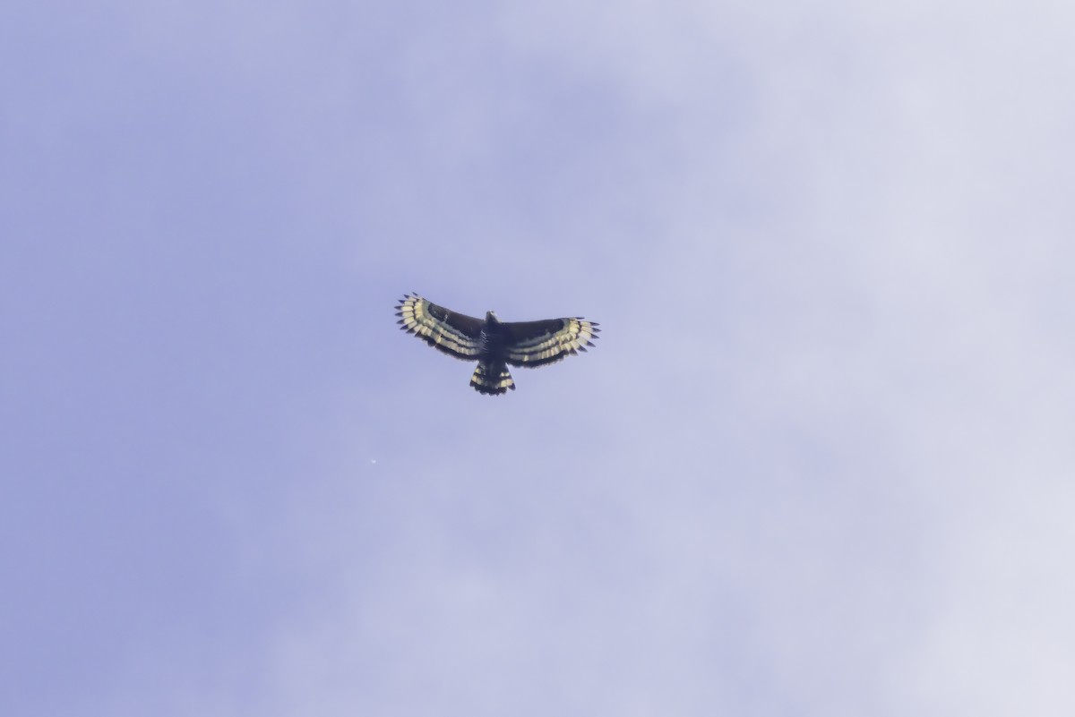 Aigle couronné - ML643767067