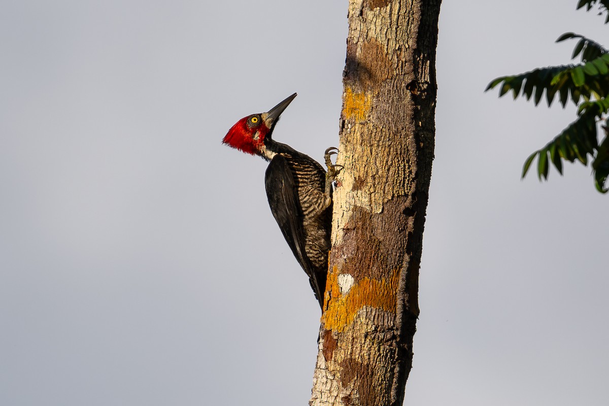 Crimson-crested Woodpecker - ML643767073