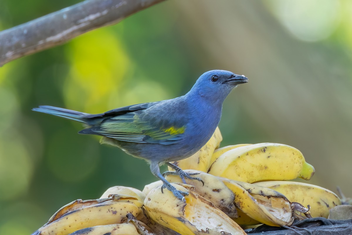 Golden-chevroned Tanager - ML643767078