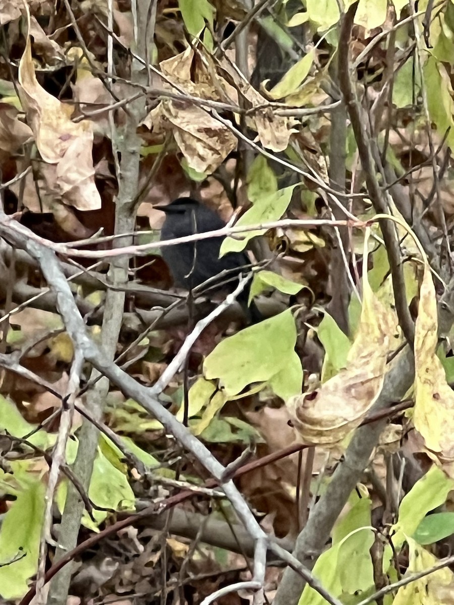 Gray Catbird - ML643767079