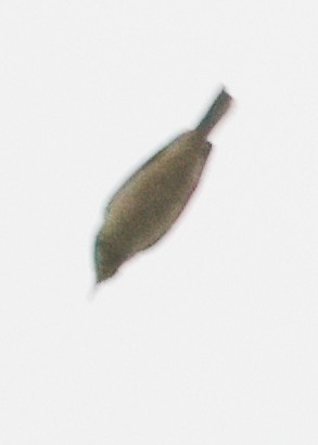 tanımsız Passeriformes sp. - ML643767080