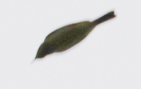 tanımsız Passeriformes sp. - ML643767081