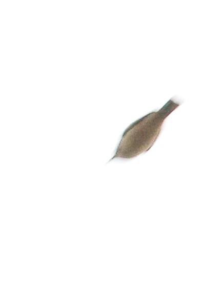 tanımsız Passeriformes sp. - ML643767084