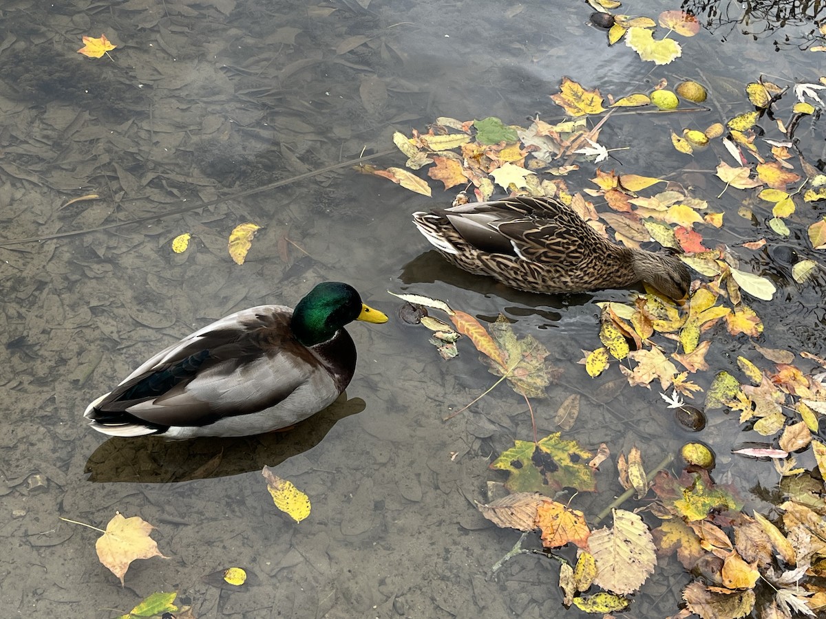 Mallard - ML643767086