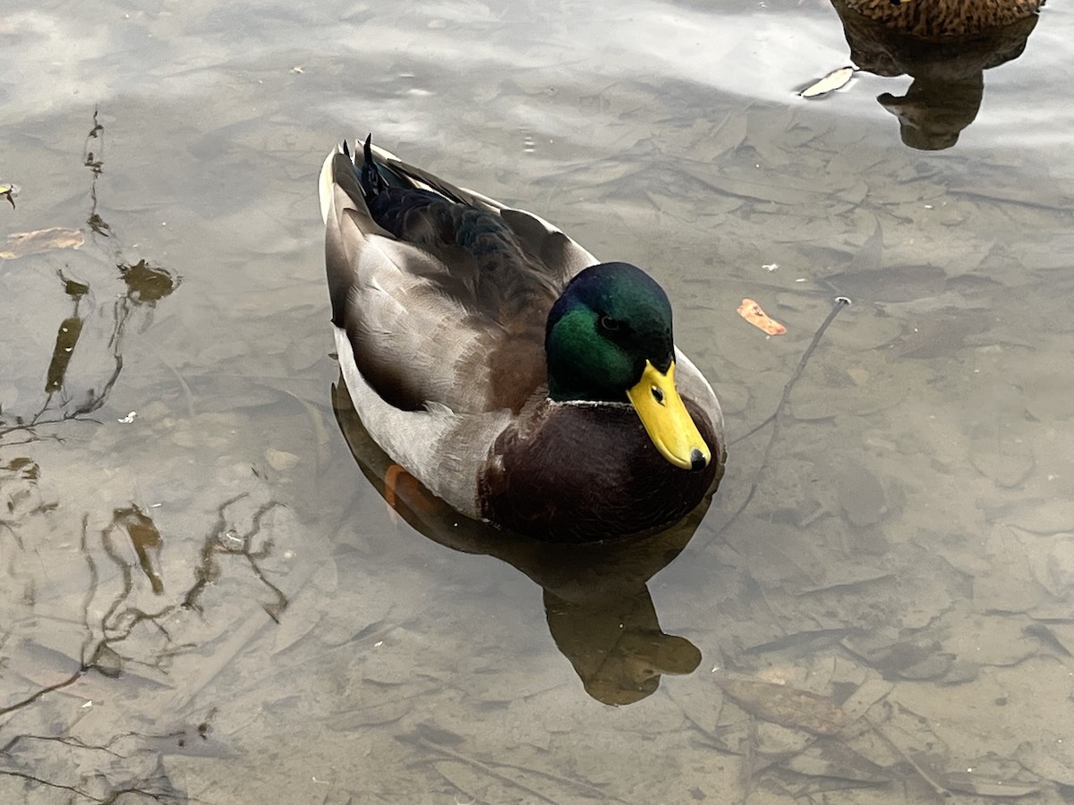 Mallard - ML643767087