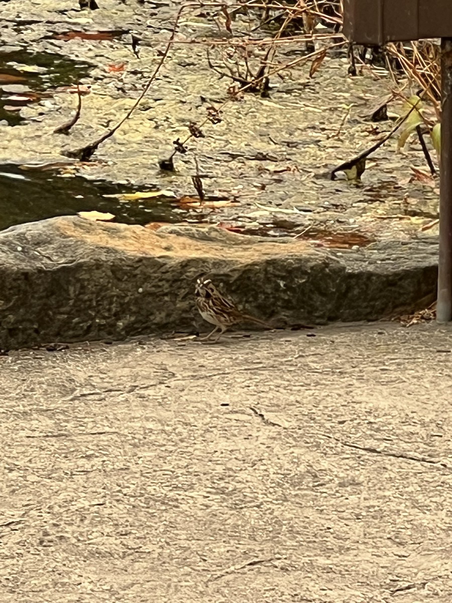 Song Sparrow - ML643767102