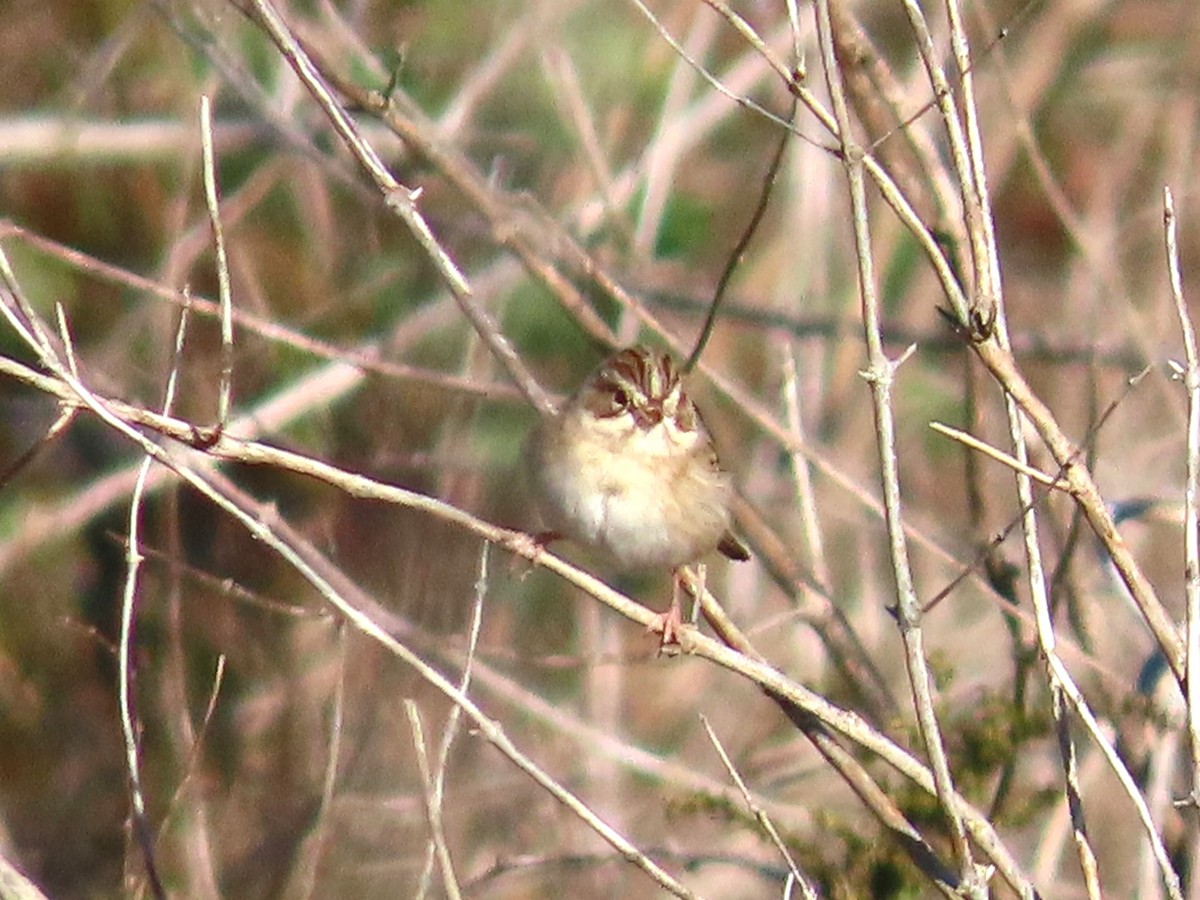 Clay-colored Sparrow - ML643767109