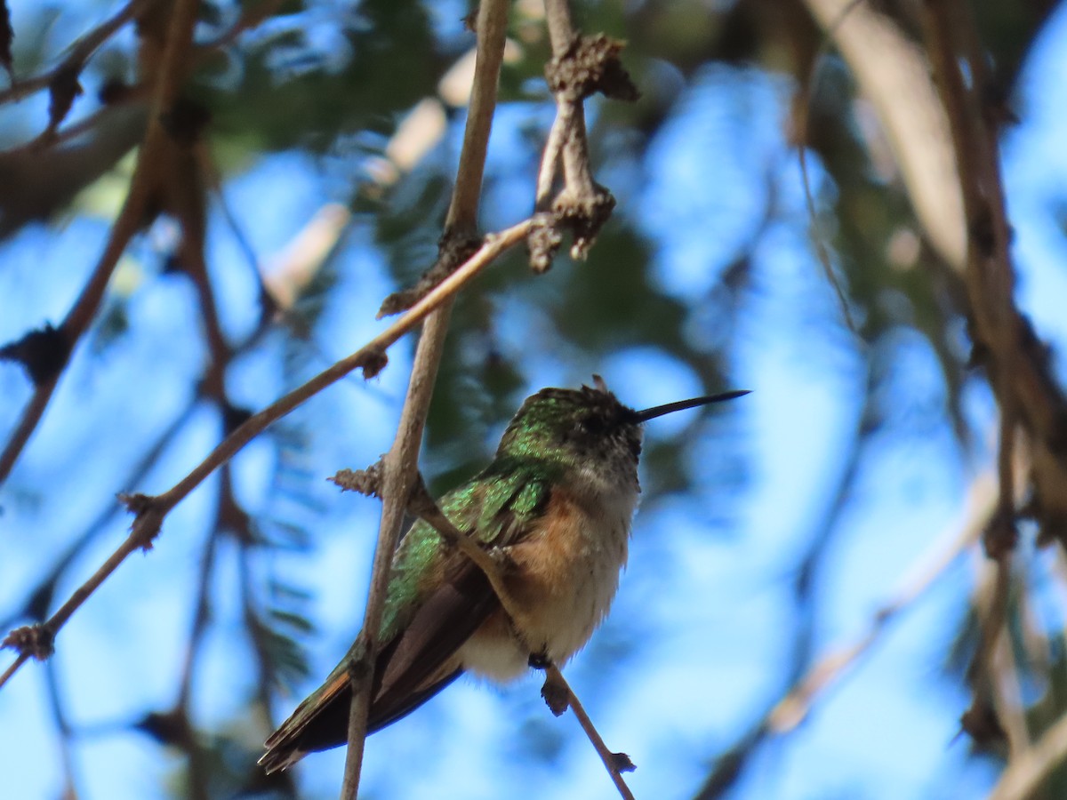 Broad-tailed Hummingbird - ML643767110