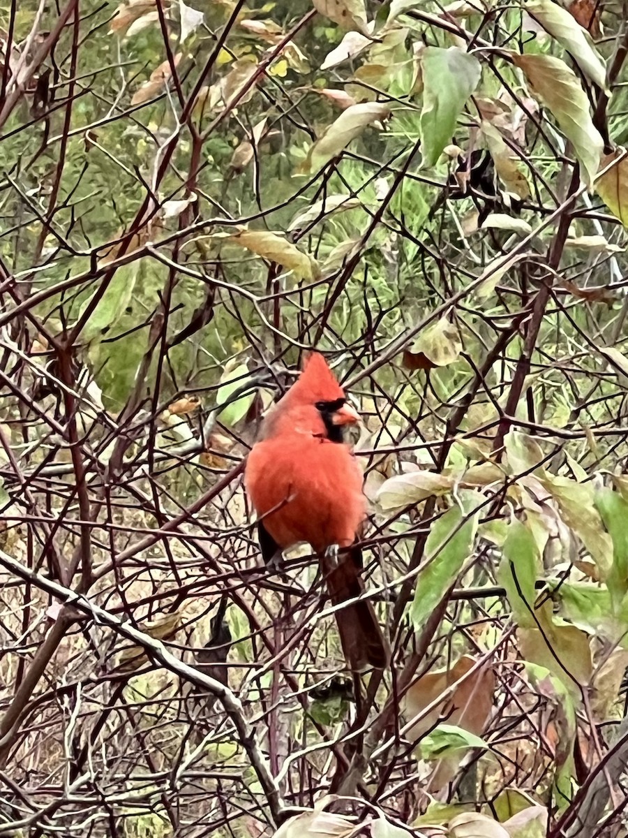 Northern Cardinal - ML643767111