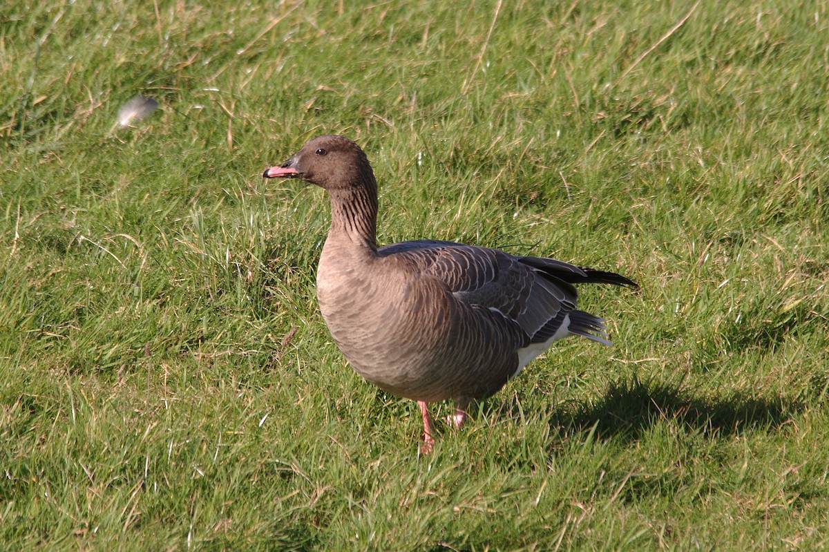 Pink-footed Goose - ML643767126