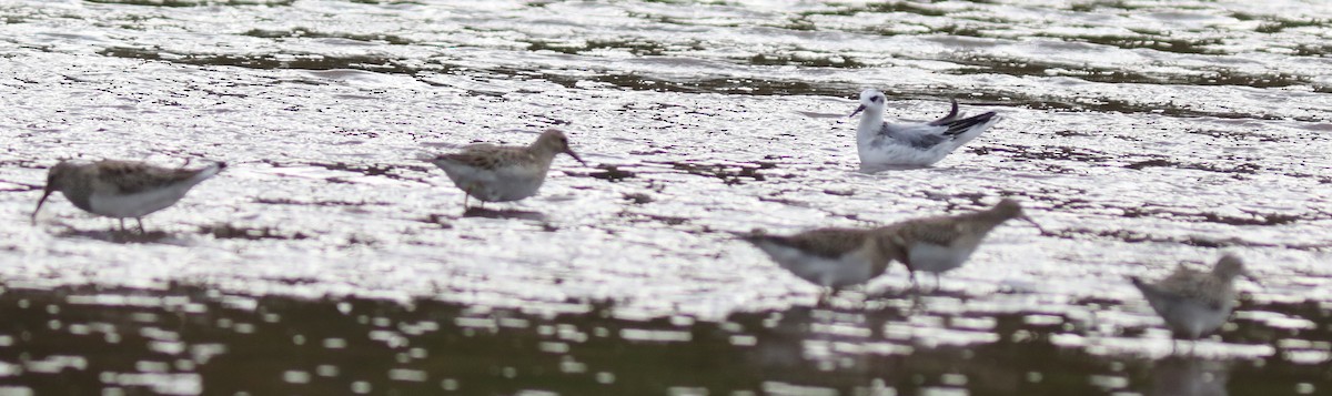 Red Phalarope - ML643767134