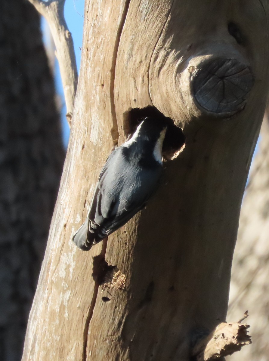 White-breasted Nuthatch - ML643767139