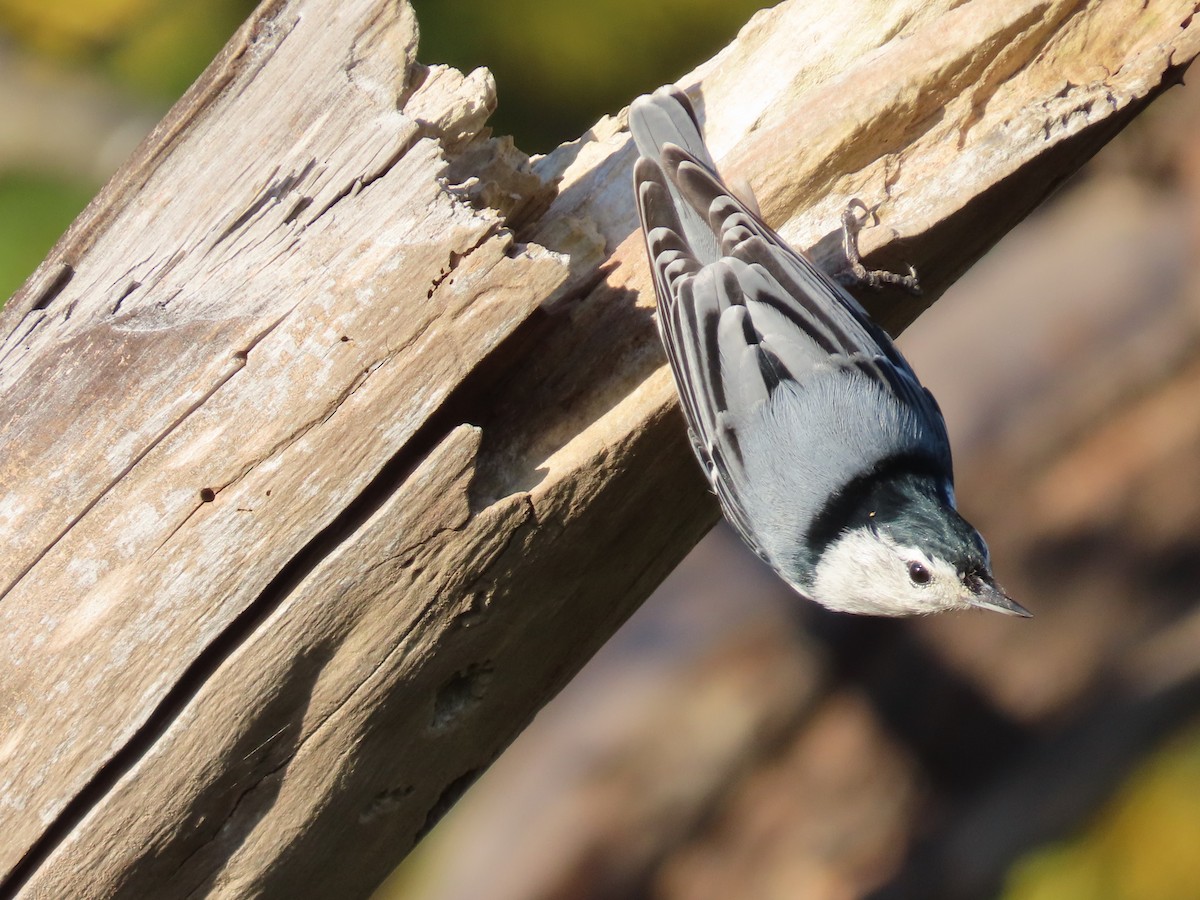 White-breasted Nuthatch - ML643767141
