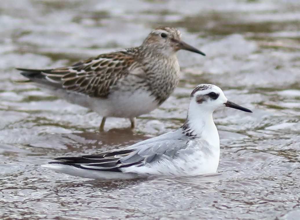 Red Phalarope - ML643767144