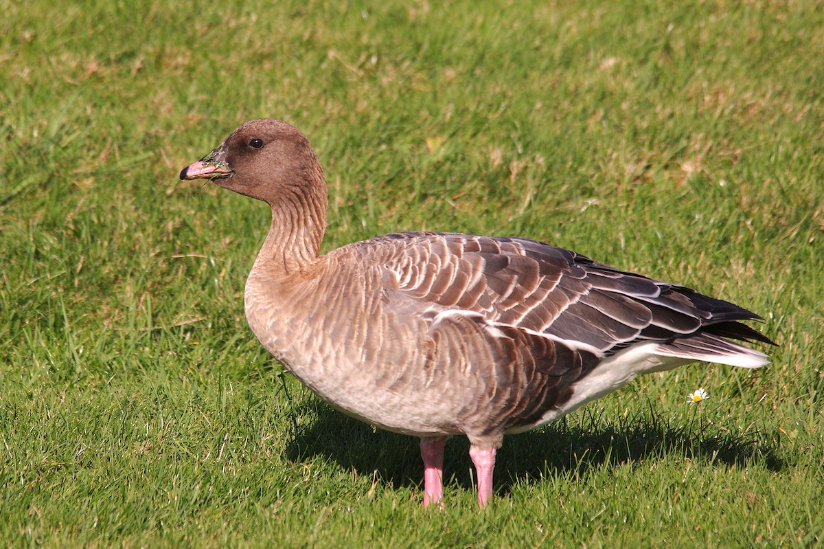 Pink-footed Goose - ML643767146