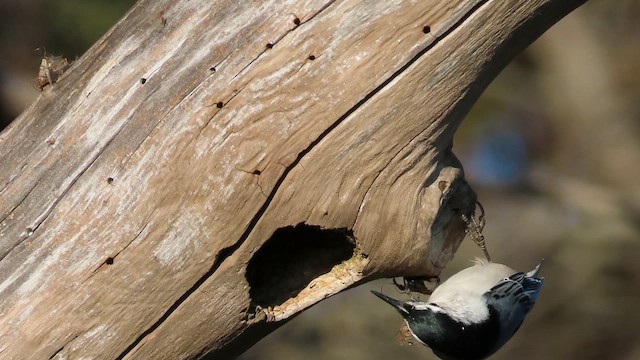 White-breasted Nuthatch - ML643767159