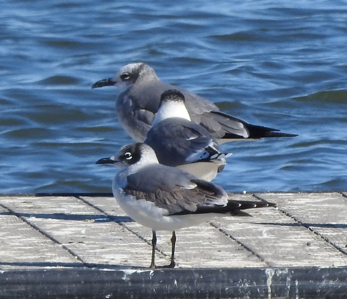 Mouette atricille - ML643767160