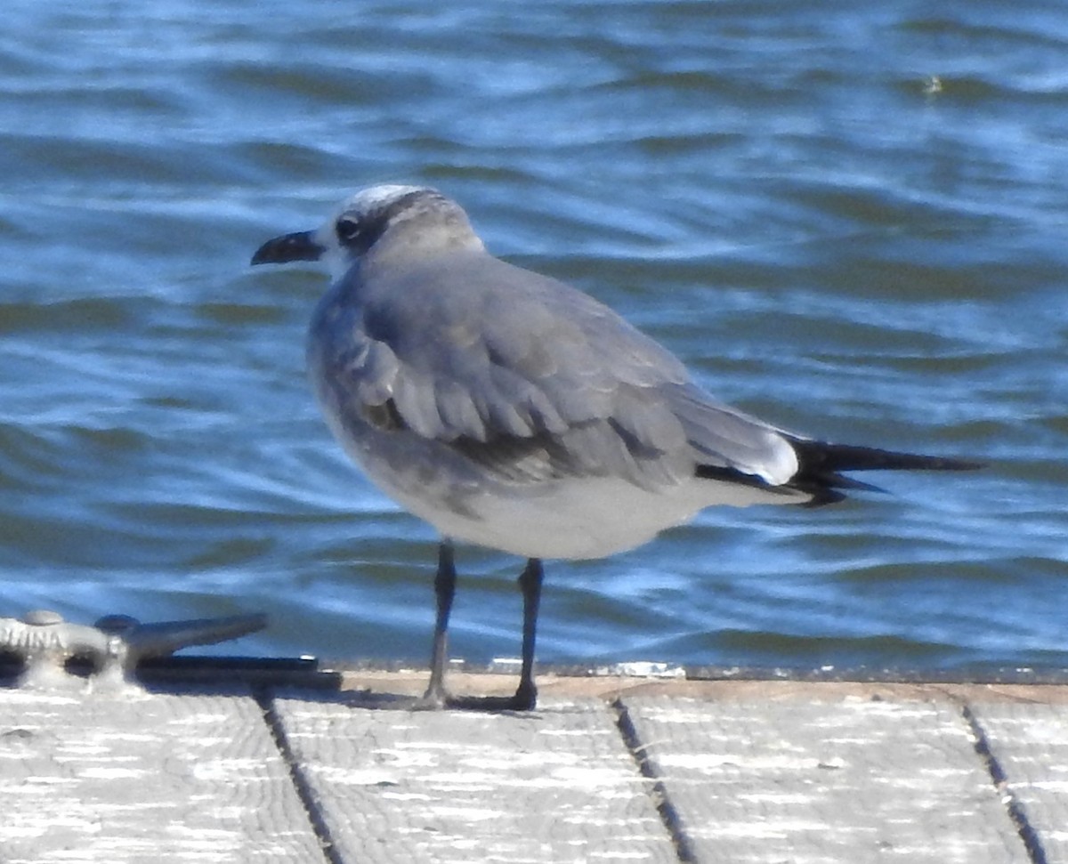 Mouette atricille - ML643767161