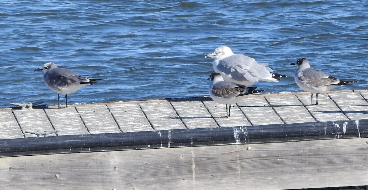Mouette atricille - ML643767162