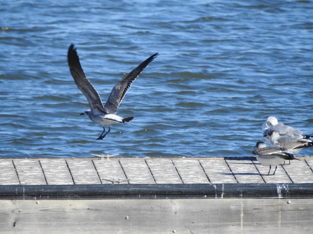 Mouette atricille - ML643767163