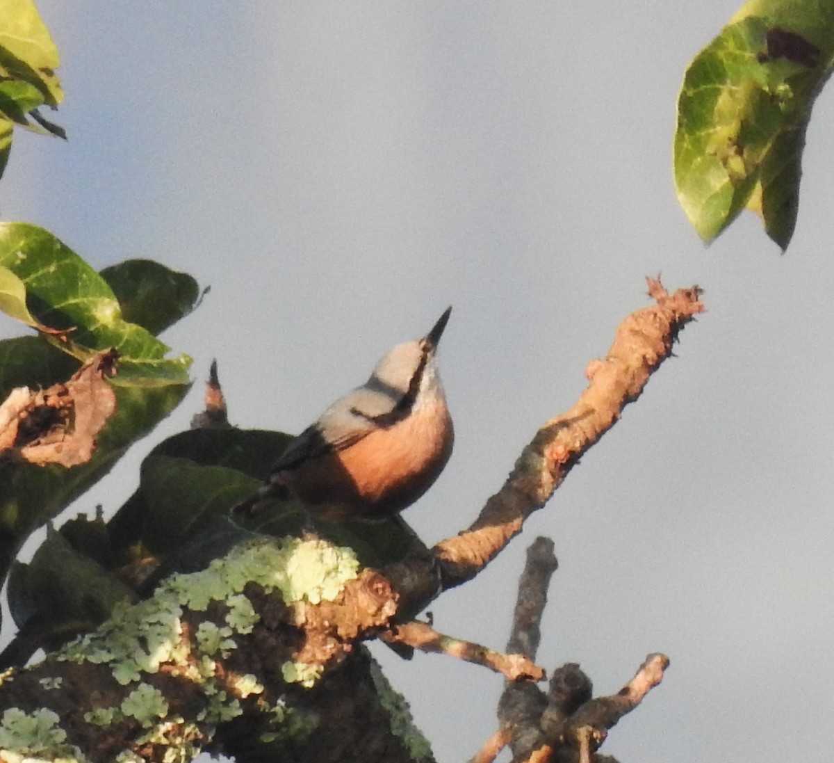 Indian Nuthatch - ML643767174