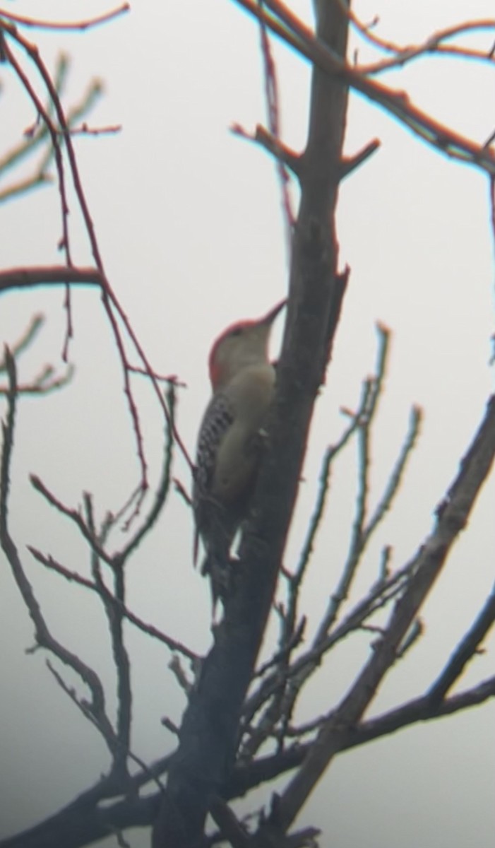 Red-bellied Woodpecker - ML643767194