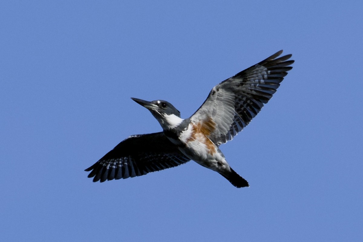 Belted Kingfisher - ML643767195