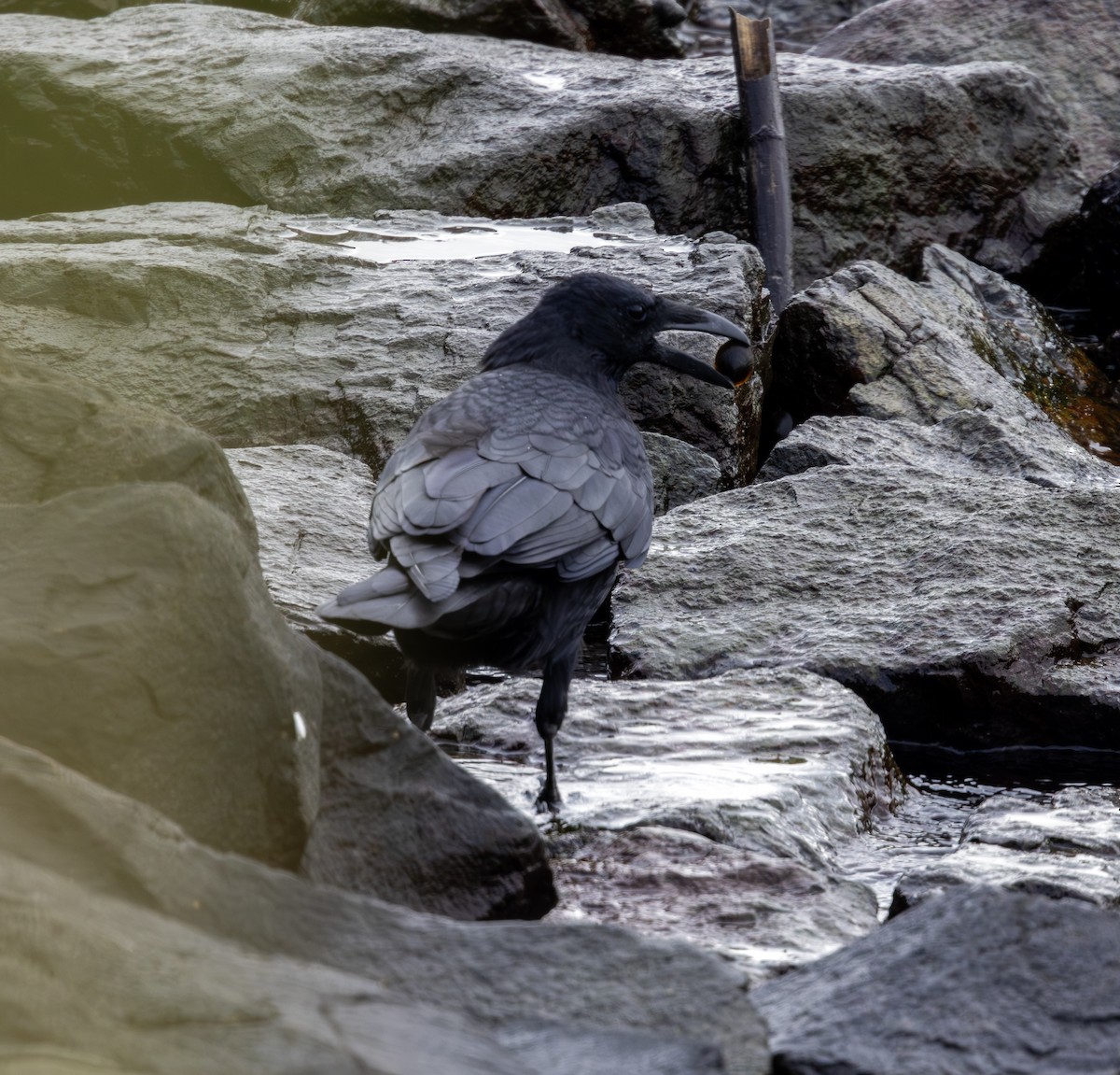 vrána tlustozobá - ML643767198