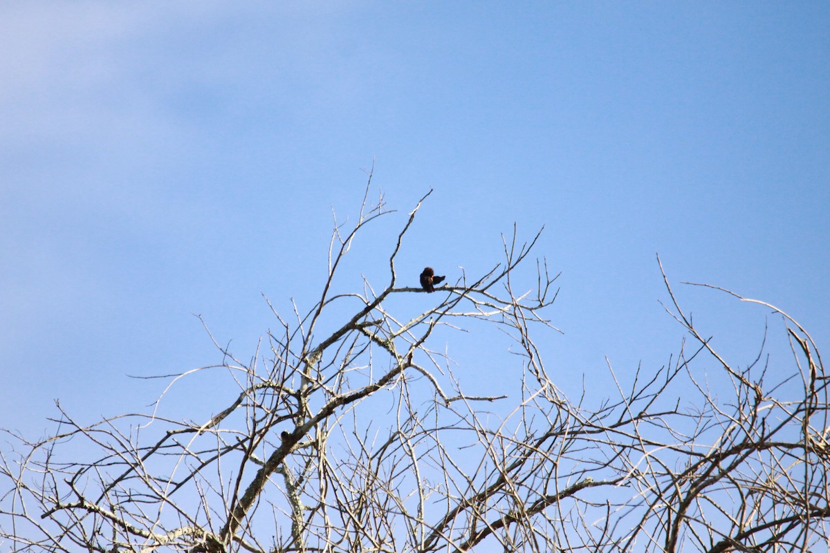 sotbrednebb - ML643767201