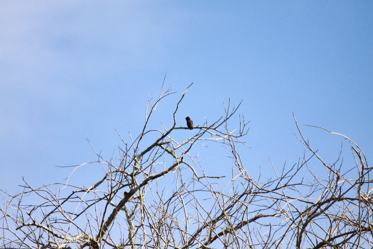 sotbrednebb - ML643767202