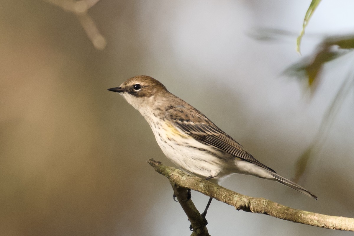 Yellow-rumped Warbler - ML643767205