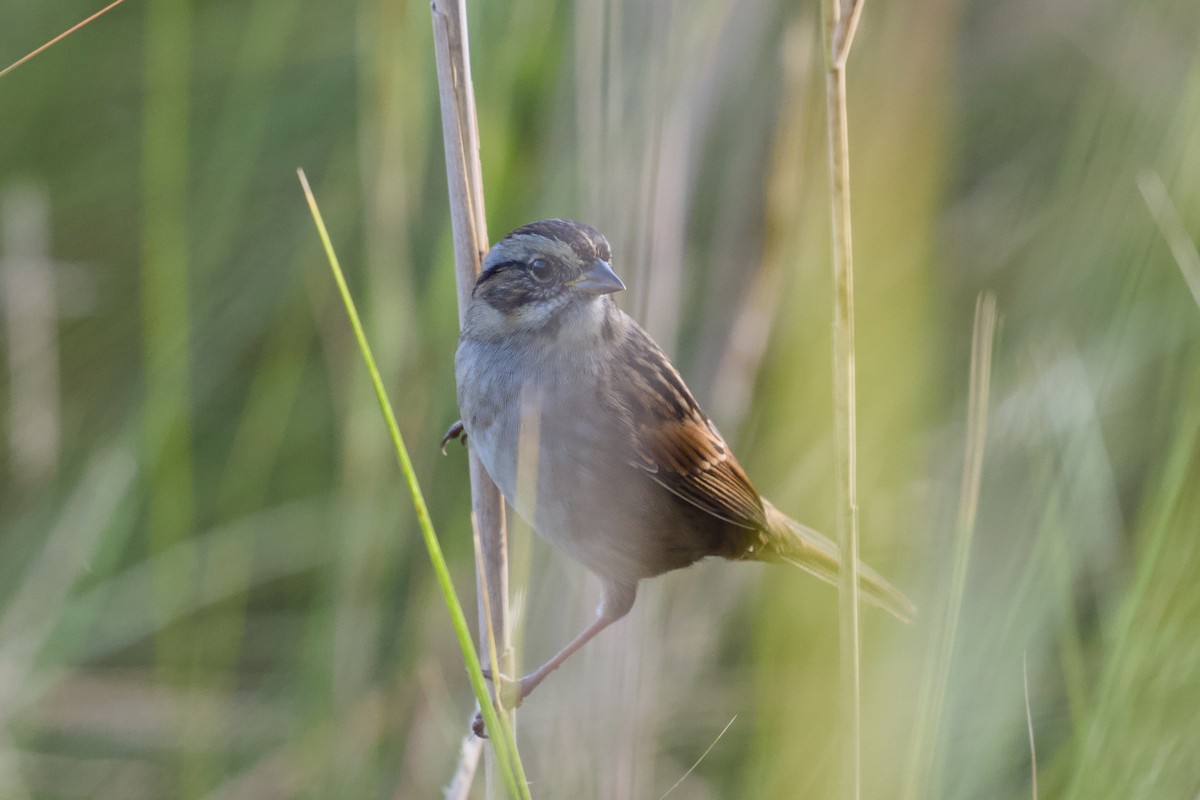 Swamp Sparrow - ML643767208