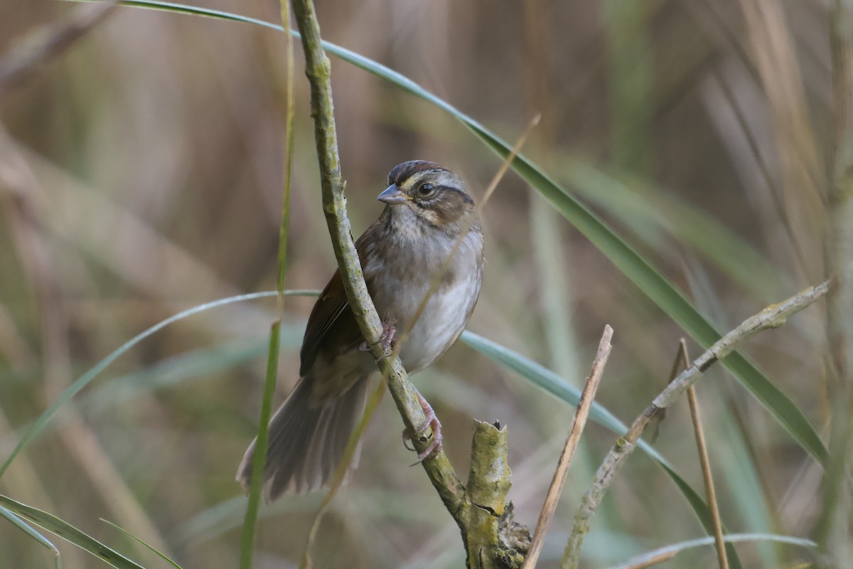 Swamp Sparrow - ML643767209