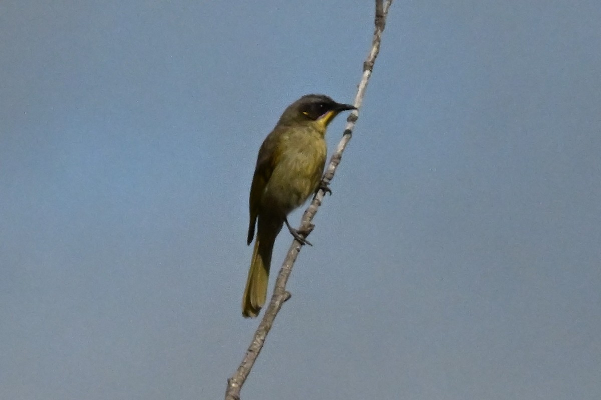 Purple-gaped Honeyeater - ML643767211
