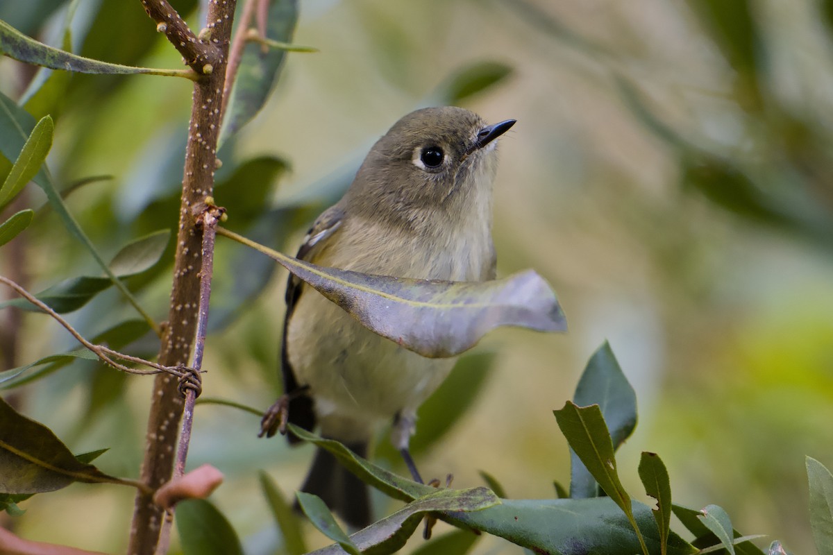 Ruby-crowned Kinglet - ML643767215