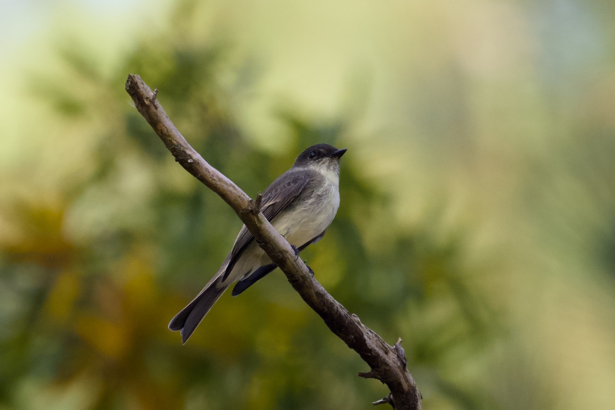 Eastern Phoebe - ML643767222
