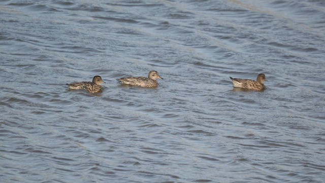 Green-winged Teal (American) - ML643767236