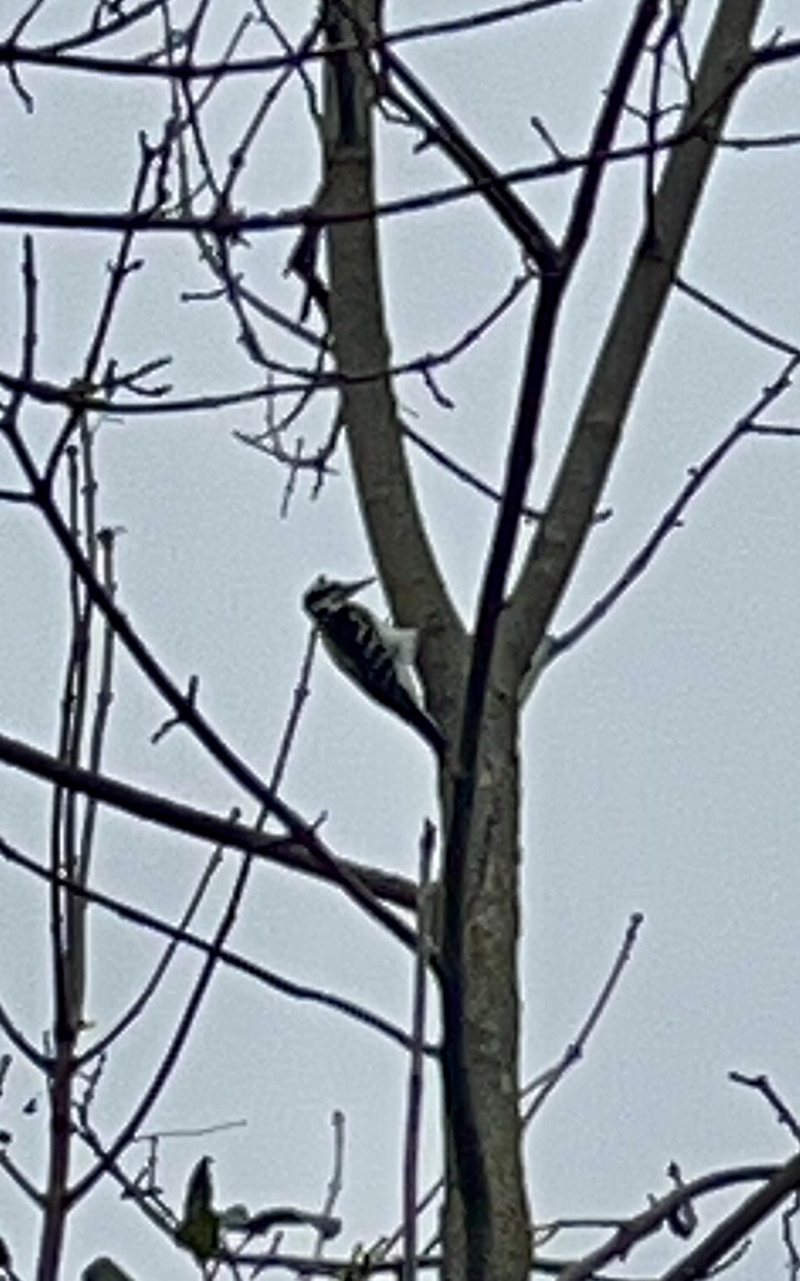 Downy Woodpecker - ML643767246