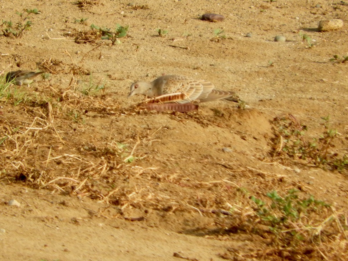 European Turtle-Dove - ML643767249