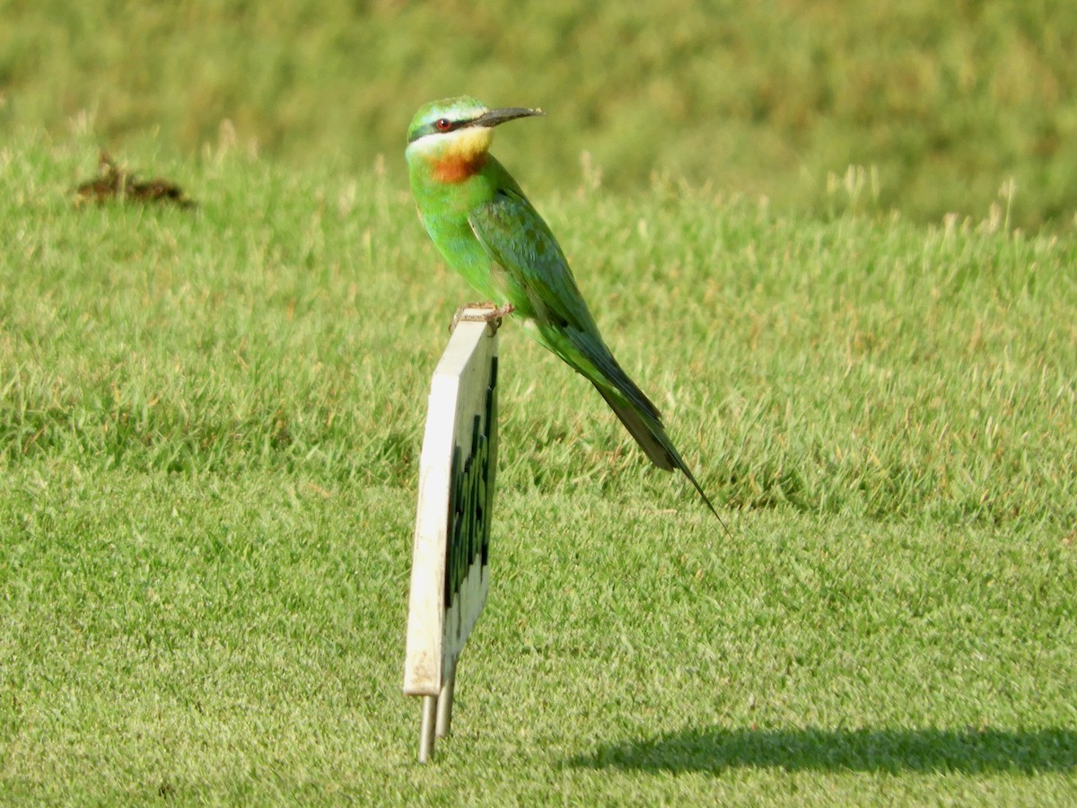 Blue-cheeked Bee-eater - ML643767258